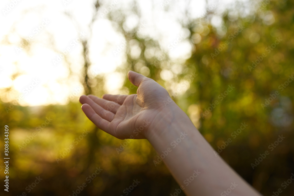 hand in the forest hand in the forest