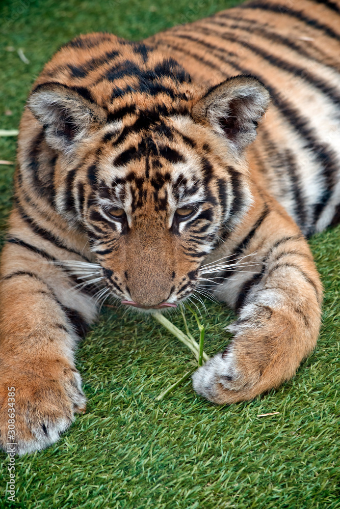 Fototapeta premium the tiger cub is playing with straw he is 5 months old