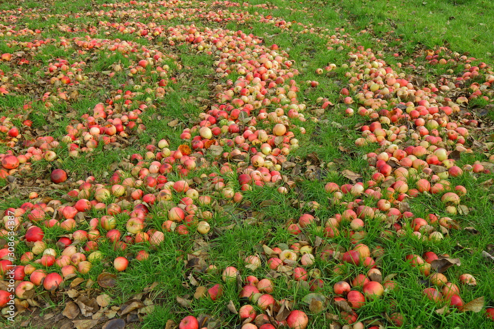 Cider apples on the ground in orchard in Somerset, United Kingdom