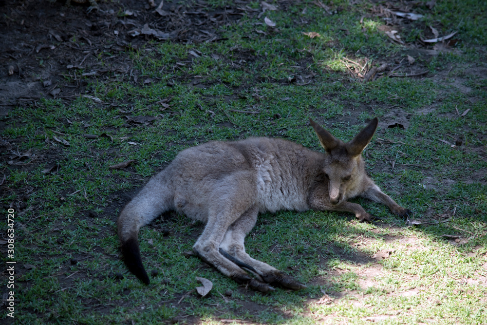 the western grey kangaroo joey is in the shade the western grey kangaroo joey is in the shade