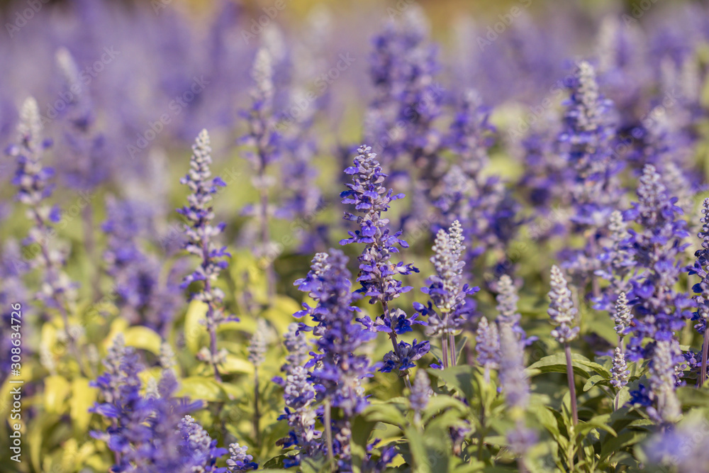 Fototapeta premium Salvia Flower in the garden.Beautiful purple flower in the garden.Selective focus flower.Sage flower.