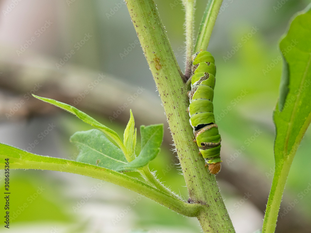 Eating the leaves of the green worm The agricultural crop has been damaged. Eating the leaves of the green worm The agricultural crop has been damaged.