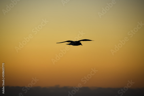 Sunset sky in orange with the silhouette of a bird in flight.