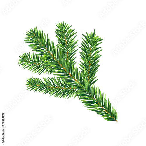 Pine tree branch isolated on the white
