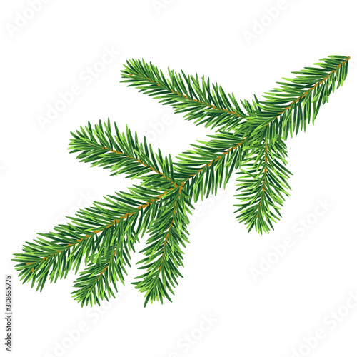 Single fir branch vector isolated on the white