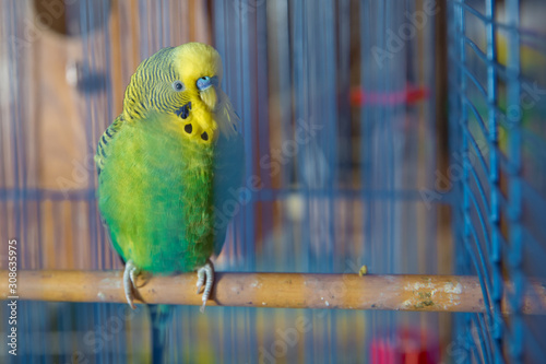 Parakeets . Green wavy parrot sits in a cage . Rosy Faced Lovebird parrot in a cage . birds inseparable . Budgerigar on the cage. Budgie parakeet in birdcage. Parrot