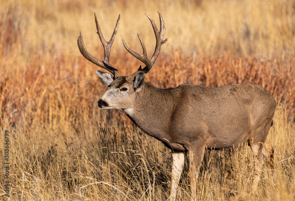 A Large Mule Deer Buck in a Field During Autumn A Large Mule Deer Buck in a Field During Autumn
