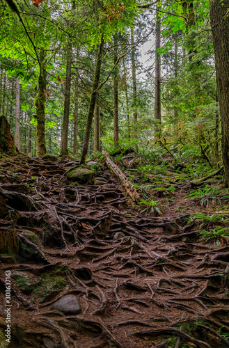 Twisted exposed gnarled roots of pine trees growing on a slope of a hill in Lynn Canyon Park forest in Vancouver, Canada