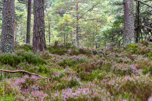 Fototapeta Naklejka Na Ścianę i Meble -  Forest in the Highlands