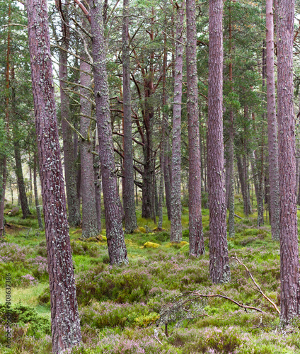 Fototapeta Naklejka Na Ścianę i Meble -  Forest in the Highlands