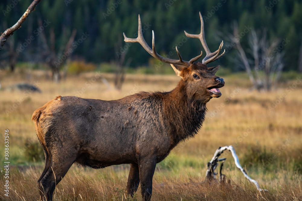 A Large Bull Elk During the Fall Rut A Large Bull Elk During the Fall Rut
