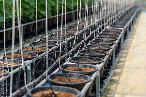 row of the pot with water system in greenhouse