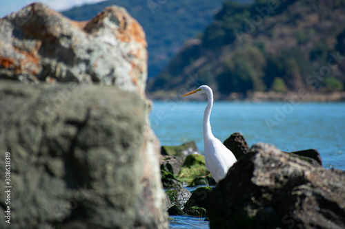 Egret Stalking  photo