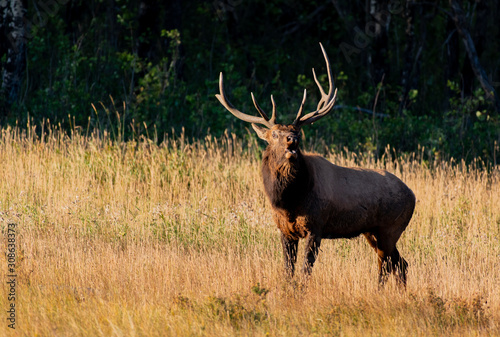 A Large Bull Elk During the Fall Rut