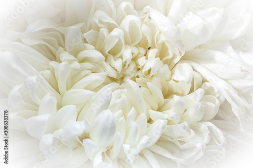 white chrysanthemum on black © flyingsky09
