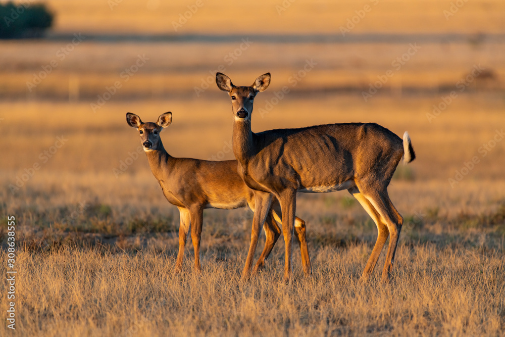 Naklejka premium A Beautiful White-tailed deer doe and Fawn