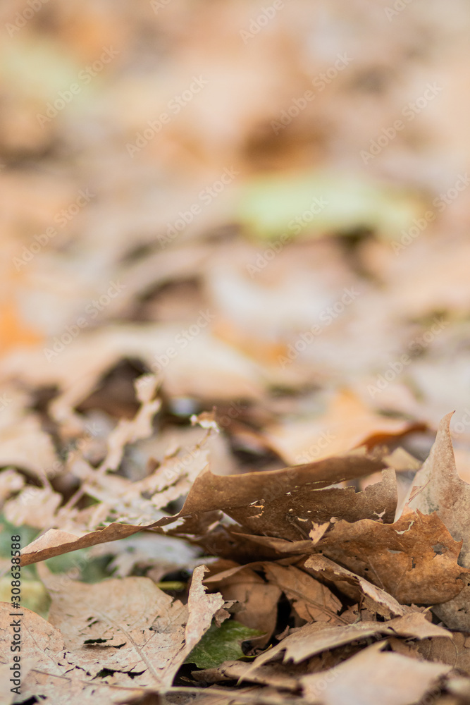Brown autumn leaves on a leaf bed floor ground on a forest park landscape Brown autumn leaves on a leaf bed floor ground on a forest park landscape