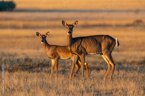 Fotografie, Obraz A Beautiful White-tailed deer doe and Fawn