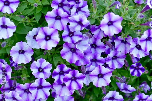 満開の紫色のペチュニアの花