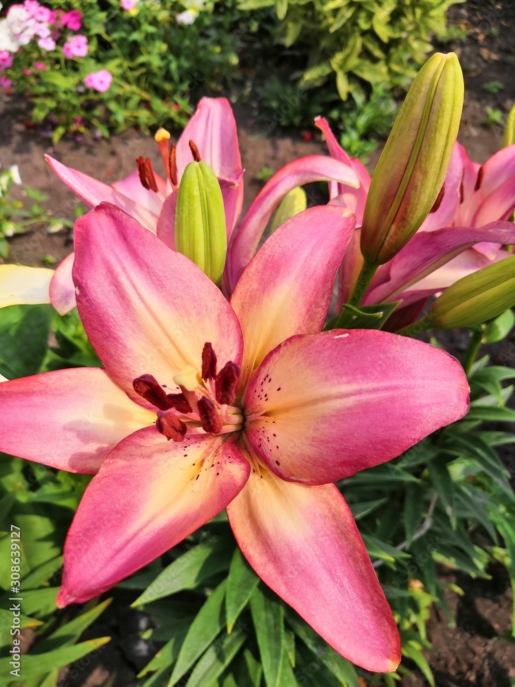 Fototapeta premium sdr