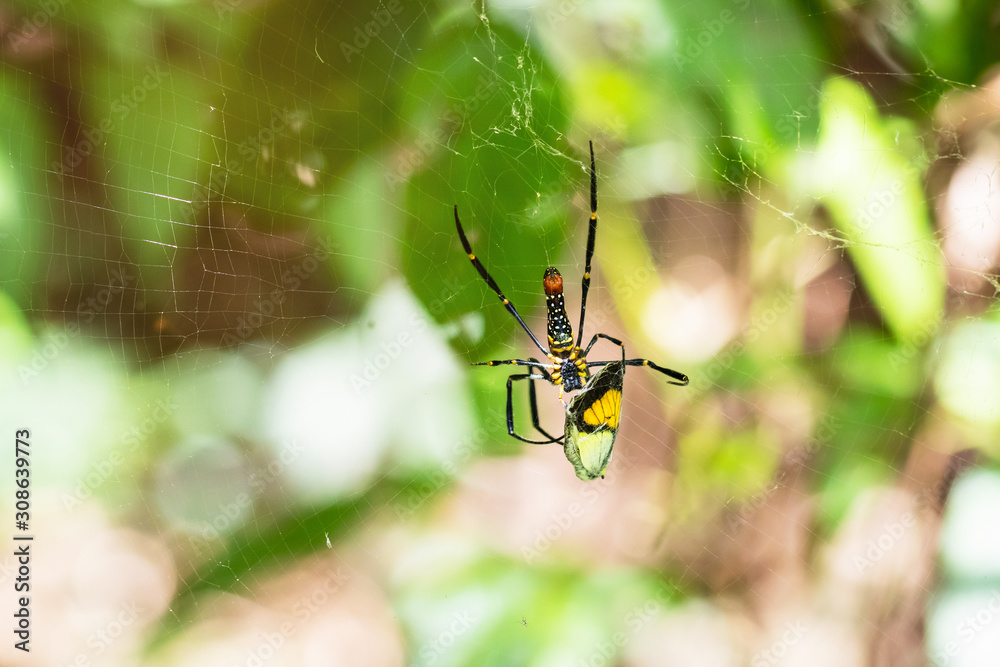 The spider catches the butterfly. Spider spin a web for catching its victims. Predator of small insects on food chain. The spider catches the butterfly. Spider spin a web for catching its victims. Predator of small insects on food chain.