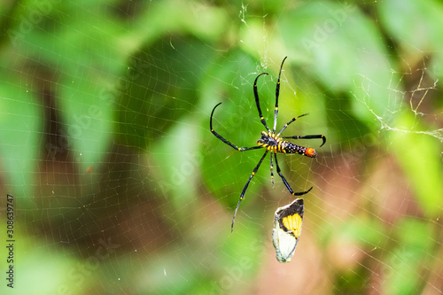 The spider catches the butterfly. Spider spin a web for catching its victims. Predator of small insects on food chain.