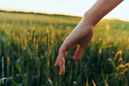 hands in field of wheat
