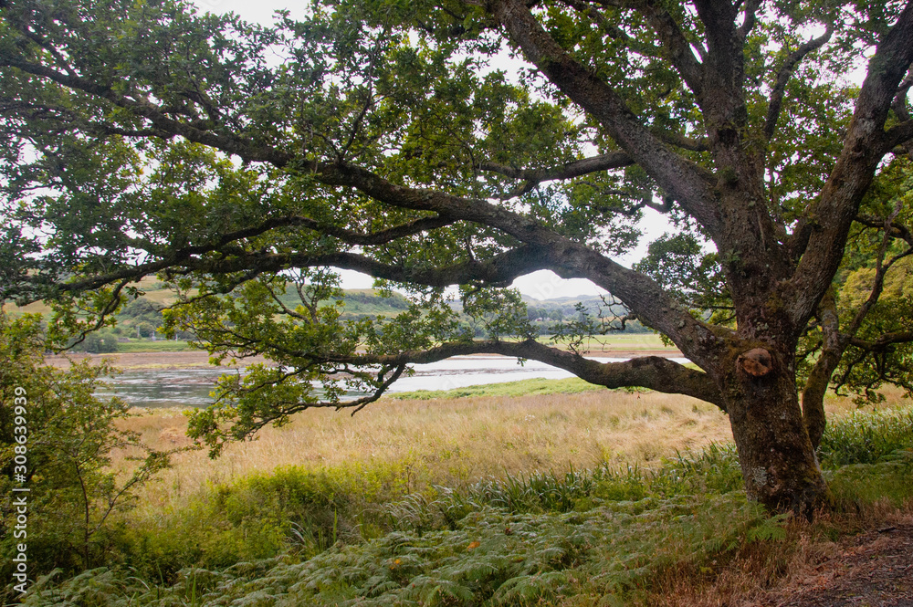 Baum Baum