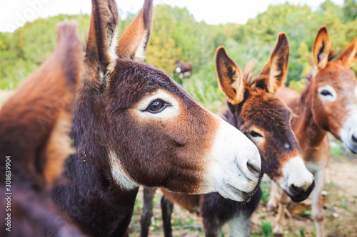 Konstfotografi Wild donkey
