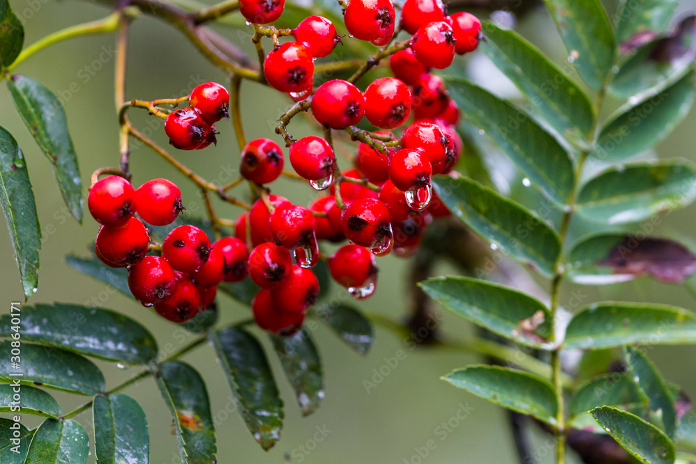 Obraz premium Rose hips in the highlands