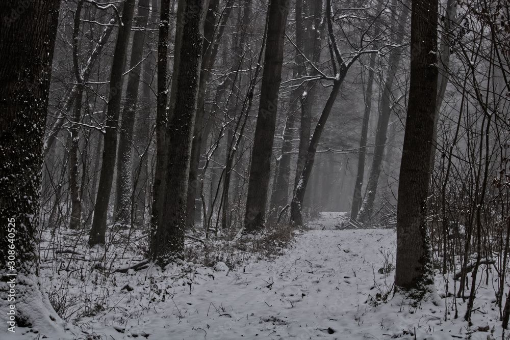 Winter Wald - obrazy, fototapety, plakaty 