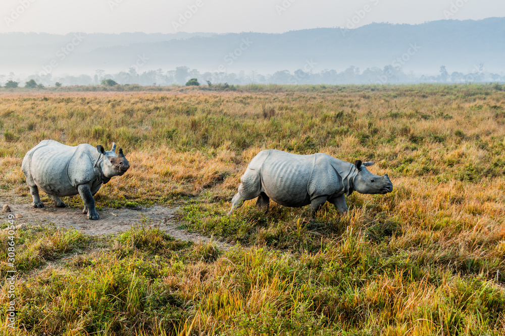 Indian rhinoceros (Rhinoceros unicornis) in Kaziranga national park, India Indian rhinoceros (Rhinoceros unicornis) in Kaziranga national park, India