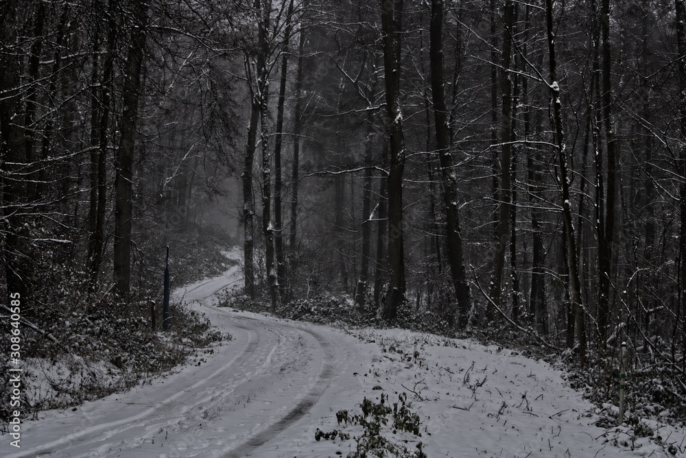 Obraz premium Winter Wald