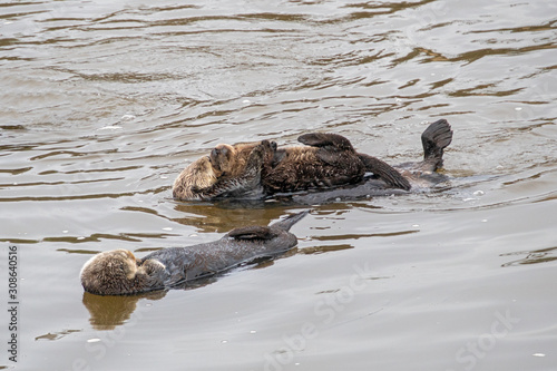 Southern Sea Otter mother and baby.
