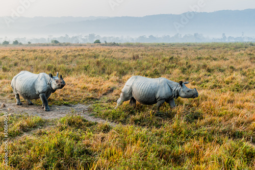 Indian rhinoceros  Rhinoceros unicornis  in Kaziranga national park  India