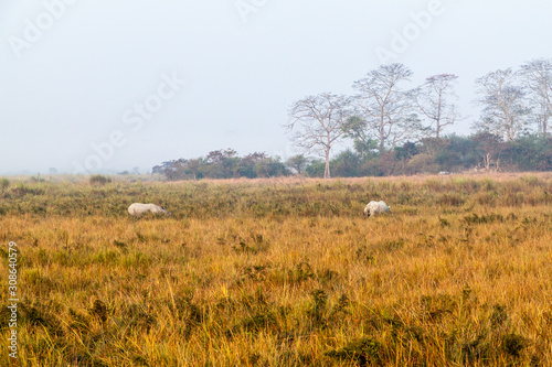 Indian rhinoceros (Rhinoceros unicornis) in Kaziranga national park, India © Matyas Rehak