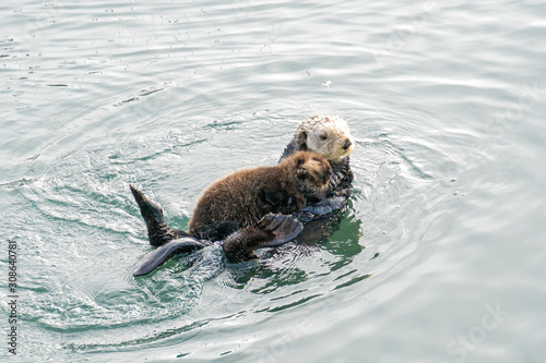 Southern Sea Otter mother and baby.