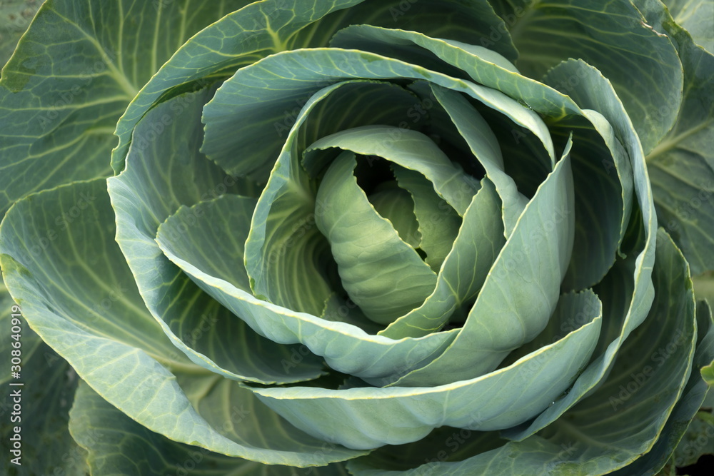 Obraz premium Young plant of cabbage, with small leaves surrounding the central rosette.