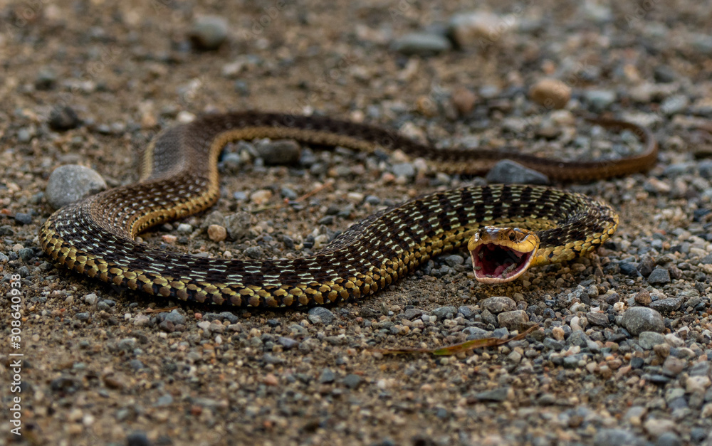 Angry Garter Snake in Maine Angry Garter Snake in Maine