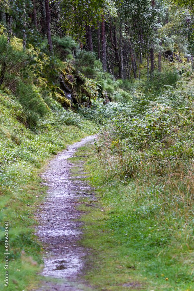 Fototapeta premium Path tru the Highlands