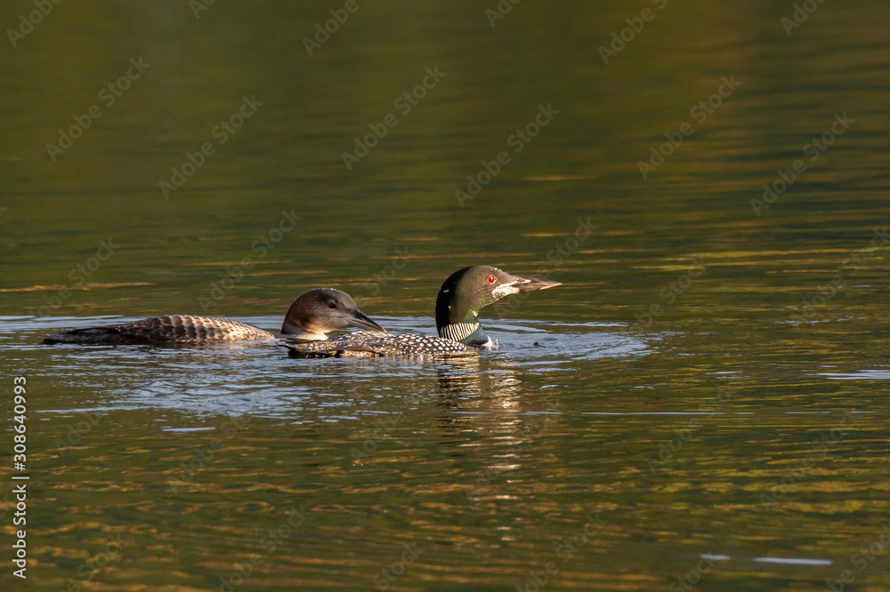 Common Loon Swimming in a Lake with Offspring Common Loon Swimming in a Lake with Offspring