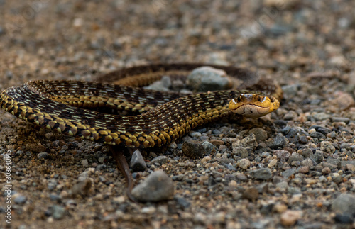 Angry Garter Snake in Maine
