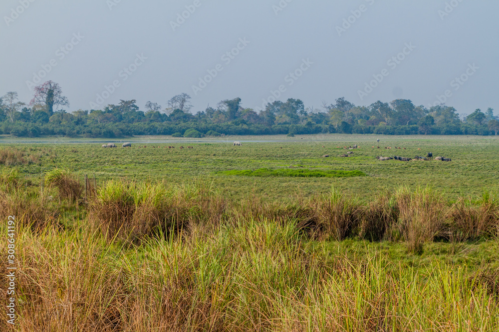 Deer, buffaloes and rhinoceroses in Kaziranga National Park, Assam state, India