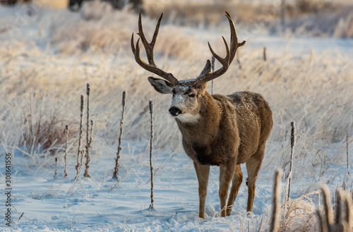 A Large Mule Deer Buck in a Snowy Field © Kerry Hargrove