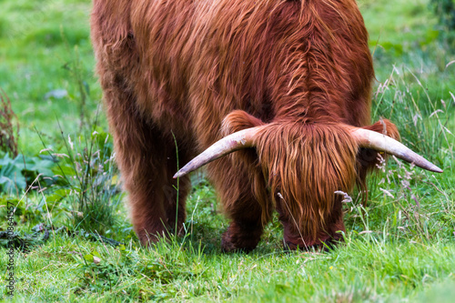 Highland bull in Scotland