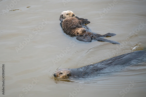 Southern Sea Otter mother and baby.