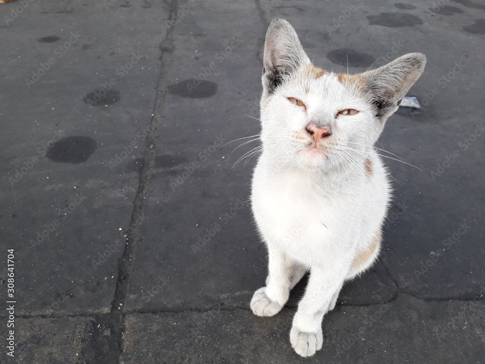 Fototapeta premium Cat White ear, orange eyes make funny face.