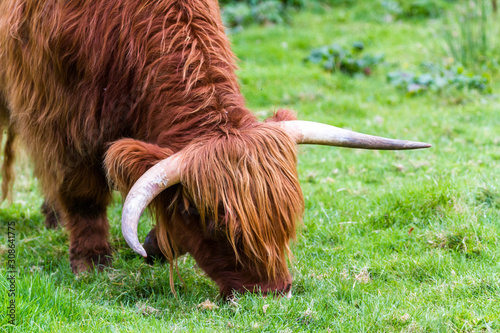 Highland bull in Scotland photo