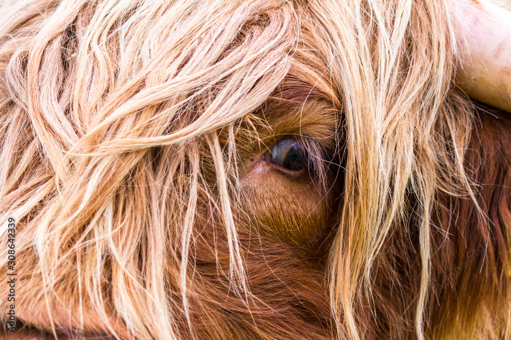 Naklejka premium Highland bull in Scotland