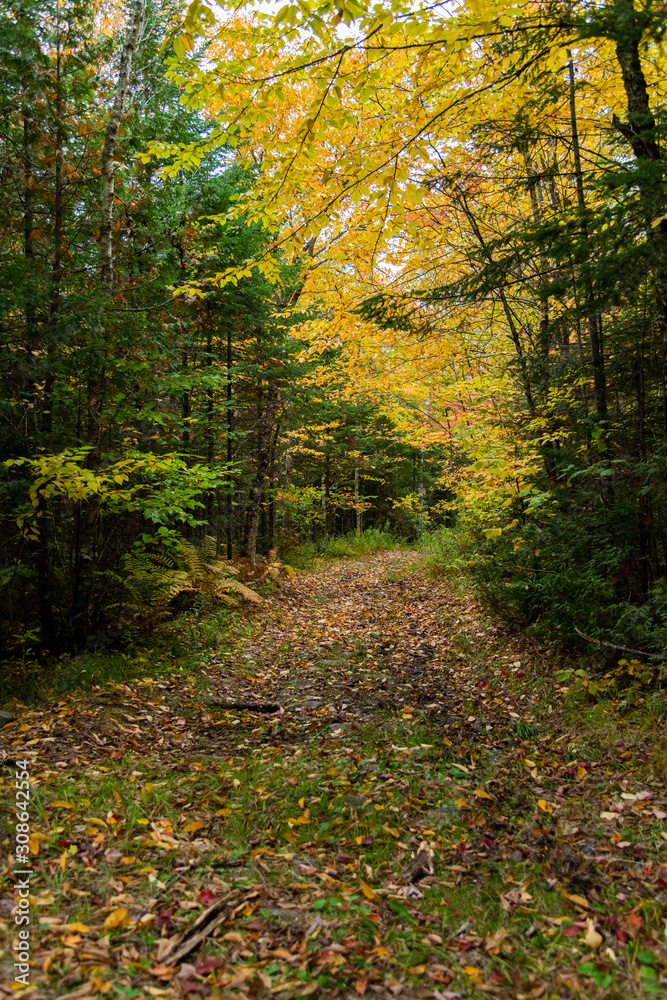 Obraz premium A Beautiful Mountain Road in Autumn